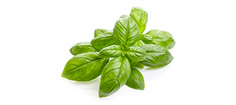 albahaca